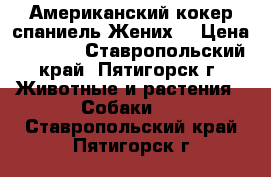 Американский кокер спаниель.Жених. › Цена ­ 1 500 - Ставропольский край, Пятигорск г. Животные и растения » Собаки   . Ставропольский край,Пятигорск г.